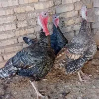 بوقلمون تخمی محلی