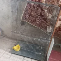قفس