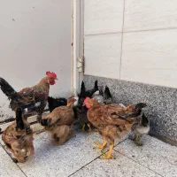 مرغ و خروس و جوجه محلی