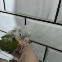 طوطی گیرینچیک آناناسی دبل رد مولد صد در صد|پرنده|اصفهان, فرودگاه شهید بهشتی|دیوار