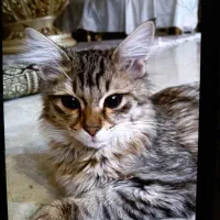 گربه ۵ ماهه ماده|گربه|تهران, صادقیه|دیوار