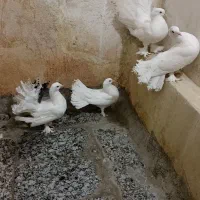 فروش کفترای چتری|پرنده|قم, حاج زینل|دیوار