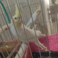 عروس هلندی لوتینو