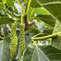 نهالستان گردو سفید