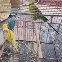 دوجفت مرغ عشق معاوضه
