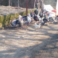 غازوبوقلمون|حیوانات مزرعه|لوندویل, |دیوار