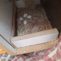 کوتولع مولد