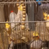 عروس هلندی|پرنده|تهران, زعفرانیه|دیوار