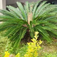 سیکاس
