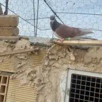 کبوتر پرشی سرخ خش رنگ|پرنده|اسفرورین, |دیوار