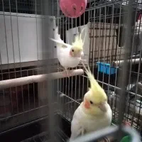 عروس هلندی مولد