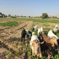 فروش بز و کهره|حیوانات مزرعه|شیراز, ظفرآباد|دیوار