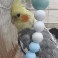 عروس هلندی|پرنده|آبدانان, |دیوار