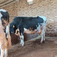 فروش 2 عدد گاو آبستن به همرا گوساله