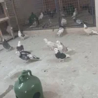 کفتر کبوتر