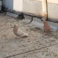 نروماده زردی