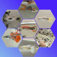 ماهی گوپی کمیاب خاص