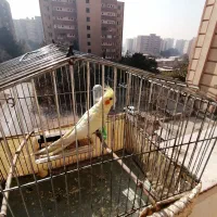 عروس هلندی لوتینو|پرنده|تهران, قصر فیروزه ۲|دیوار