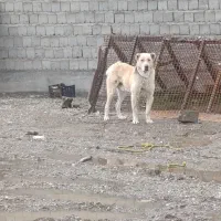 سگ سرابی خوب معاوضه هم دارم