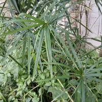 حراج  .گلها گلدانی ۱۵