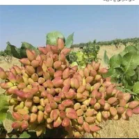 پیوندزن پسته