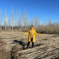 فروش باچک نهال صنوبر، گردو و پرتقال انار در گیلان|گل و گیاه طبیعی|رشت, منظریه|دیوار