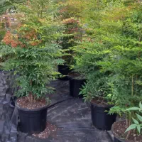 فروش گلهای فضای باز وآپارتمانی زیر قیمت بازار|گل و گیاه طبیعی|عباس‌آباد, |دیوار