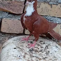کفتر ریشی سرخ