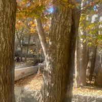 فروش درخت چوب کبوده|گل و گیاه طبیعی|خوانسار, |دیوار