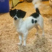 گمشده لطفا اطلاع بدین|سگ|شوشتر, |دیوار