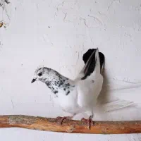 کبوتر غریب گیر|حیوانات|تویسرکان, |دیوار