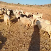 تعدادی گوسفند فروشی