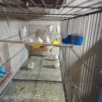 فنچ و مرغ عشق|پرنده|شهرکرد, |دیوار