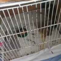 سلام و درود خدمت قناری بازان شهرم