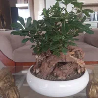 گل بنسای میخک