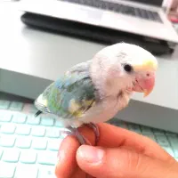 طوطی برزیلی