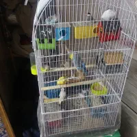 تعدادی فنج و مرغ عشق