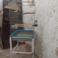 قفس
