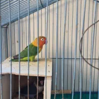 جفت کتوله معاوضه با قناری