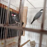 جفت نرگسی باتخم