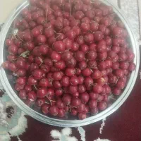 زالزالک(گیوج) گیلاس پاییزی