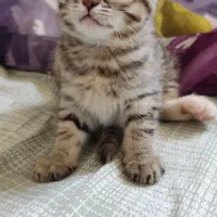 بچه گربه|گربه|زنجان, |دیوار