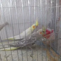 عروس هلندی|پرنده|کلاله, |دیوار