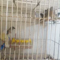 فنچ گلدین وبنگالی