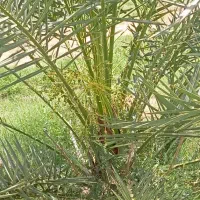 درخت نخل پیارم ۴ ساله و پاجوش زاهدی|خدمات باغبانی و درختکاری|بندرعباس, |دیوار