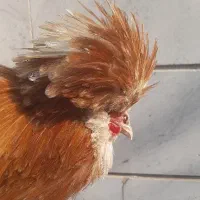 خروس پولند طلایی