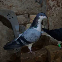 دوتا کفتر رنگه درجه یک|پرنده|چناران, |دیوار