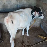 گاو درگ