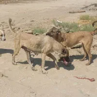 ماده سرابی|سگ|چهاردانگه (تهران), |دیوار