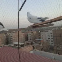 یه جفت نر گرفتنی